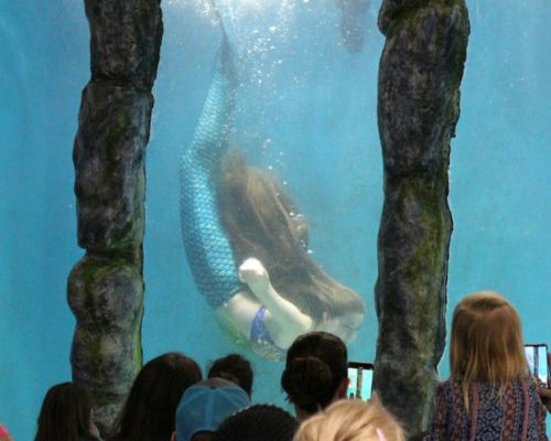 Blue Zoo Aquarium at the Mall of Louisiana
